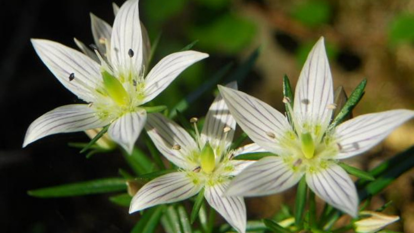 センブリエキス